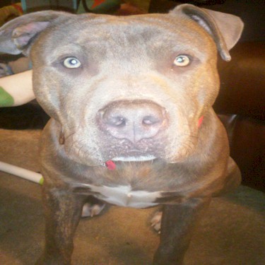 Millers Rocco Pit Bull.jpg
